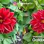 Image result for Samsung Galaxy S7 Camera