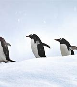 Image result for Penguin Walk