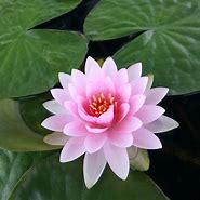 Image result for Lotus Flower Avatar