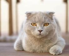Image result for Savage Scotch Cat