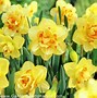 Image result for Narcissus Tahiti