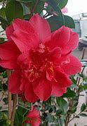 Image result for Camellia japonica Mark Alan