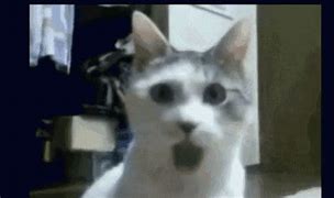 Image result for shock cats memes gifs