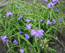 Image result for Tradescantia Zwanenburg Blue