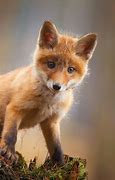 Image result for Adorable Fox Wallpaper