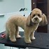 Image result for Labradoodle Lion Haircut