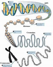 Image result for Gen Cromosoma