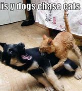 Image result for Dog Petting Cat Meme