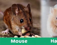 Image result for Hamster vs Mouse