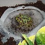Image result for Big Pacman Frog