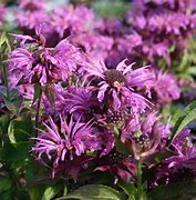 Image result for Monarda Aquarius