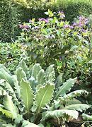 Image result for Meconopsis napaulensis