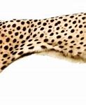 Image result for Pink Cheetah Print PNG