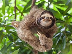 Image result for Desert Sloth
