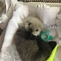 Image result for Cute Sea Otter Babies