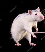 Image result for White Rat Black Background