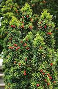 Image result for Taxus baccata Funny Jewel