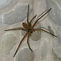 Image result for Huntsman Spider Florida