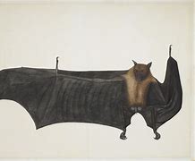 Image result for Types of Bats Species