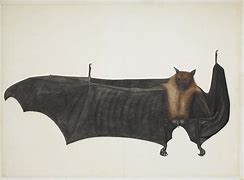 Image result for Bat Wings Art Reference
