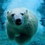 Image result for Cute Polar Bear Wallpaper