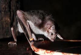 Image result for Black Vampire Bat