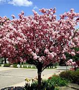 Image result for Crab Apple Trees Variety