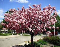 Image result for Crabapple Trees Types