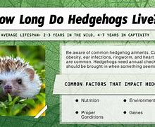Image result for Hedgehog Life