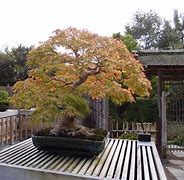 Image result for Bonsai Moss Garden