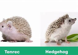 Image result for Hedgehog vs Groundhog