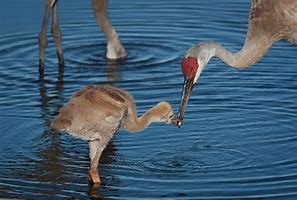 Image result for Crane Bird Eating