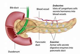 Image result for Pancreas Endocrine Location
