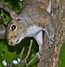 Image result for Squirrels
