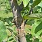Image result for Alagal Growth On Apple Tree Trunk