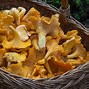 Image result for Mushrooms You Can Eat
