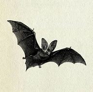 Image result for Black Bat Clip Art
