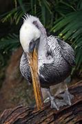 Image result for New Orleans Black Pelicans