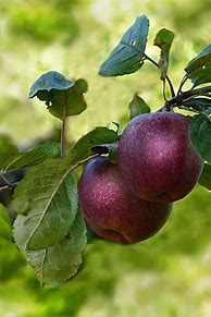 Image result for Red Apple HD