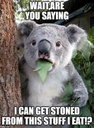 Image result for Stoned Koala Meme
