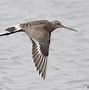 Image result for Limosa haemastica