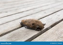 Image result for Cute Little Brown Bat