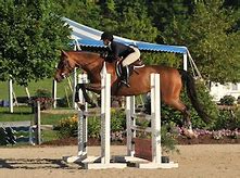 Image result for Show Jumping