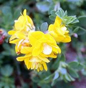 Image result for Lotus corniculatus Pleniflorus