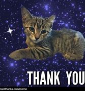 Image result for Thank You Funny Cat
