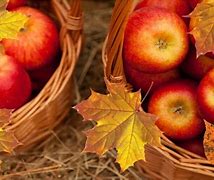 Image result for Fall Apples Screensavers