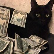 Image result for Cat with Pink Money