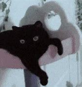Image result for Black Cat Stretch Meme