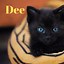 Image result for Cute Cat Names for Cats