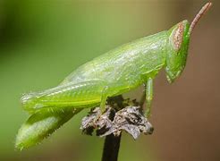 Image result for Orthoptera